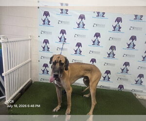 Great Dane Dogs for adoption in Orlando, FL, USA