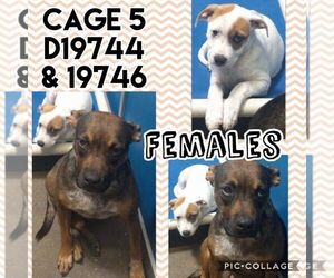 Boxador Dogs for adoption in Greenville, TX, USA