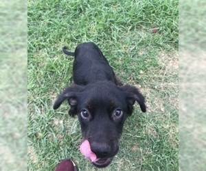 Collie-Labrador Retriever Mix Dogs for adoption in Beaumont, TX, USA