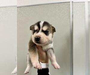 Siberian Husky-Unknown Mix Dogs for adoption in Tracy, CA, USA
