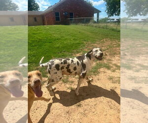 Great Dane Dogs for adoption in Bullard, TX, USA