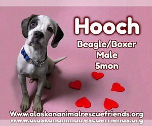 Bogle Dogs for adoption in Anchorage, AK, USA