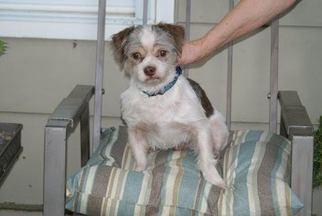 Shih Tzu Dogs for adoption in Munford, TN, USA
