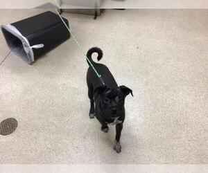 American Pit Bull Terrier-Unknown Mix Dogs for adoption in Riverside, CA, USA