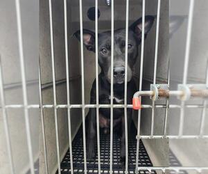 Labrador Retriever-Unknown Mix Dogs for adoption in San Antonio, TX, USA