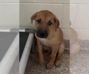 German Shepherd Dog-Siberian Husky Mix Dogs for adoption in Pueblo, CO, USA