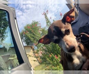 Miniature Pinscher Dogs for adoption in Grand Prairie, TX, USA