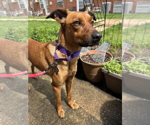 Boxerhuahua Dogs for adoption in Oakhurst, NJ, USA