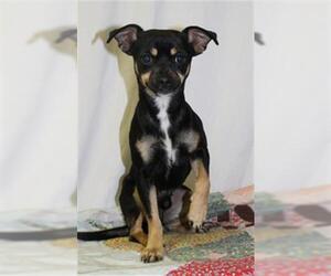 Chipin Dogs for adoption in Globe, AZ, USA