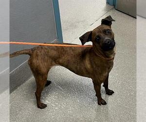 Greyhound-Unknown Mix Dogs for adoption in Las Vegas, NV, USA