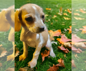 Medium Photo #1 Beagle-Unknown Mix Puppy For Sale in Lexington, SC, USA