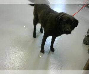Labrador Retriever Dogs for adoption in Fayetteville, NC, USA