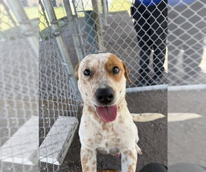 Mutt Dogs for adoption in Corpus Christi, TX, USA