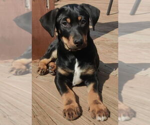 Miniature Pinscher-Unknown Mix Dogs for adoption in House Springs, MO, USA