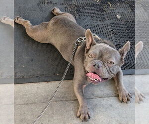 French Bulldog Dogs for adoption in San Bernardino, CA, USA