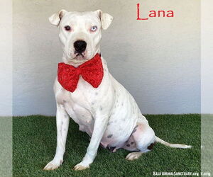 American Pit Bull Terrier-Unknown Mix Dogs for adoption in San Diego, CA, USA