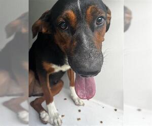 Labrador Retriever Dogs for adoption in Houston, TX, USA