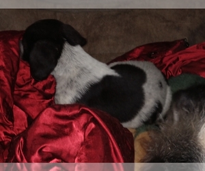 Beagle Dogs for adoption in Cabool, MO, USA