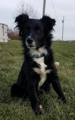 Border-Aussie Dogs for adoption in Belleuve, NE, USA