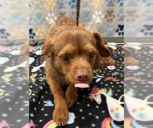 Chihuahua Dogs for adoption in Rosenberg, TX, USA