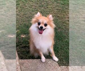 Pomeranian Dogs for adoption in Great Bend, KS, USA