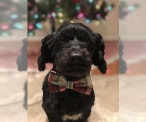 Lhasa-Poo Dogs for adoption in Seven Valleys, PA, USA