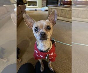 Chihuahua-Unknown Mix Dogs for adoption in Bellevue, WA, USA