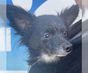 Chihuahua Dogs for adoption in Salinas, CA, USA