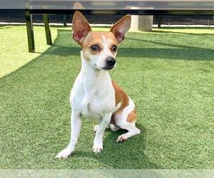 Chihuahua-Unknown Mix Dogs for adoption in Orange, CA, USA