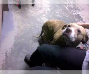 American Bulldog-Unknown Mix Dogs for adoption in Tallahassee, FL, USA