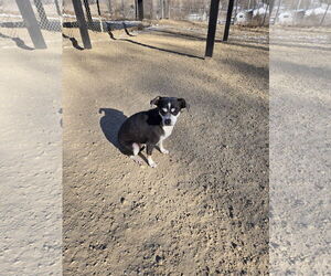 Chiweenie Dogs for adoption in Maquoketa, IA, USA