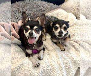 Chihuahua Dogs for adoption in Spring Lake, NC, USA