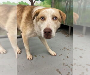 Huskies -Unknown Mix Dogs for adoption in Waco, TX, USA