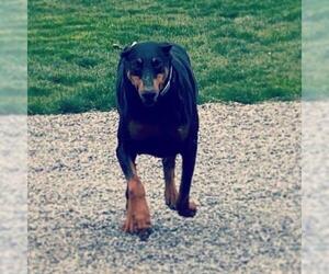 Doberman Pinscher Dogs for adoption in Lancaster, PA, USA