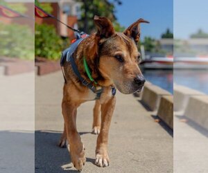 Boxer Dogs for adoption in Petaluma, CA, USA