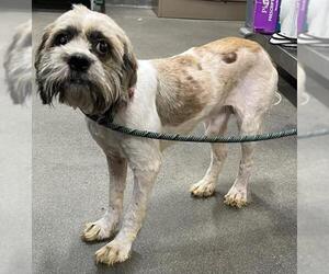 Shih Tzu-Unknown Mix Dogs for adoption in Forestville, MD, USA