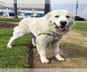 Great Pyrenees-Unknown Mix Dogs for adoption in Alameda, CA, USA