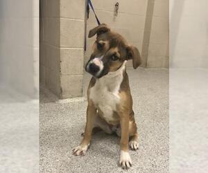 Labrador Retriever-Unknown Mix Dogs for adoption in Conroe, TX, USA