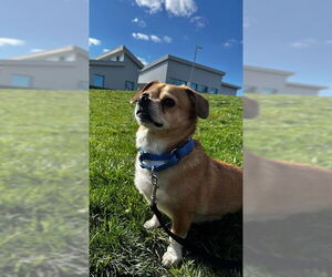 Chihuahua-Unknown Mix Dogs for adoption in Waterford, VA, USA