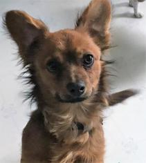 Chiweenie Dogs for adoption in Kansas City, MO, USA