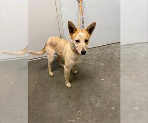 Rat Terrier-Unknown Mix Dogs for adoption in Rosenberg, TX, USA