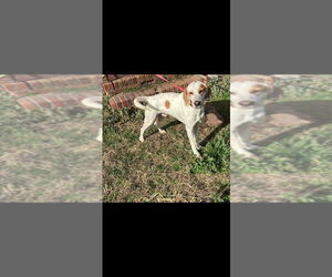 Brittany-Unknown Mix Dogs for adoption in garner, NC, USA
