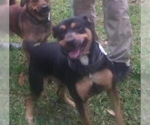 Rottweiler Dogs for adoption in Gainesville, FL, USA