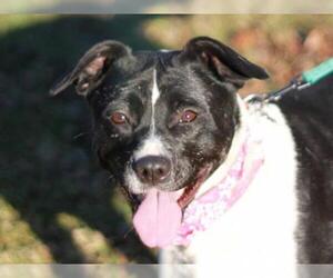 American Staffordshire Terrier-Border Collie Mix Dogs for adoption in Cookeville, TN, USA