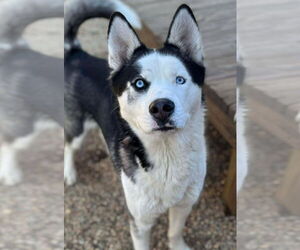 Siberian Husky-Unknown Mix Dogs for adoption in Matawan, NJ, USA