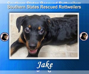 Rottweiler Dogs for adoption in White Hall, AR, USA