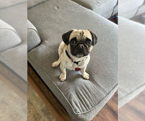Pug-Unknown Mix Dogs for adoption in Farmington, MN, USA