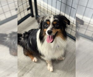 Australian Shepherd Dogs for adoption in Oak Bluffs, MA, USA