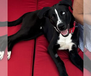 Border Collie-Unknown Mix Dogs for adoption in Fargo, ND, USA