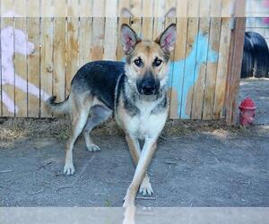 German Shepherd Dog Dogs for adoption in West Valley, UT, USA